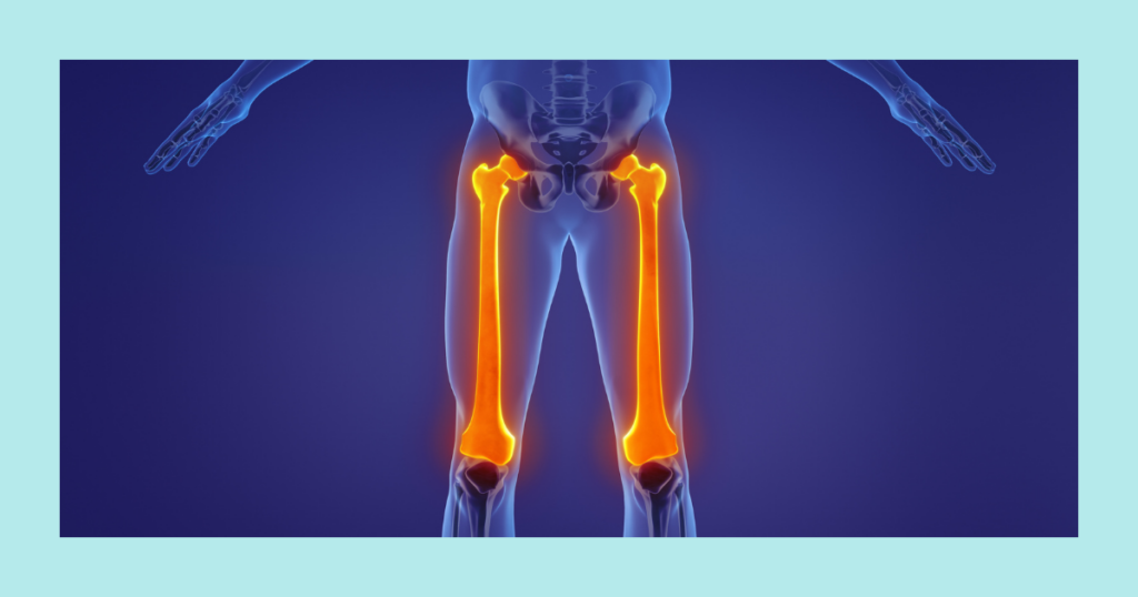 right and left femur bones - the largest, strongest, and heaviest bones in the human body