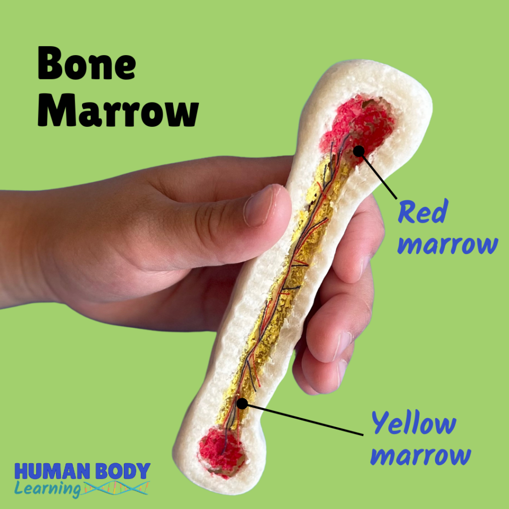 Bone marrow diagram and science activity for kids - Human Body Learning Lab by Dr. Betty Choi