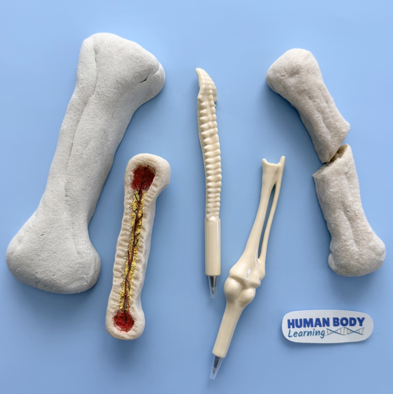 Fun Ways to Learn About Bones and Skeletons